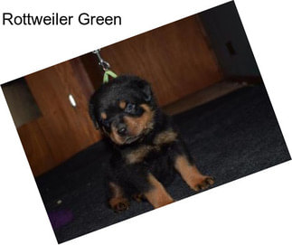 Rottweiler Green