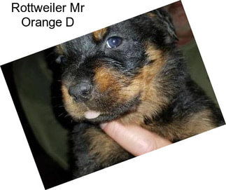 Rottweiler Mr Orange D