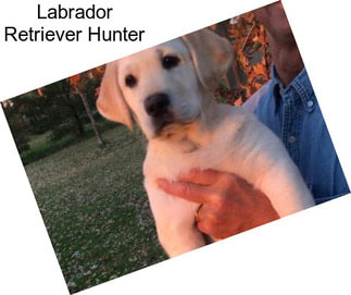Labrador Retriever Hunter