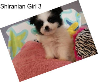 Shiranian Girl 3