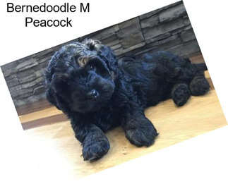 Bernedoodle M Peacock