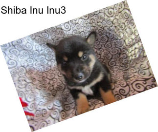 Shiba Inu Inu3