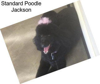 Standard Poodle Jackson