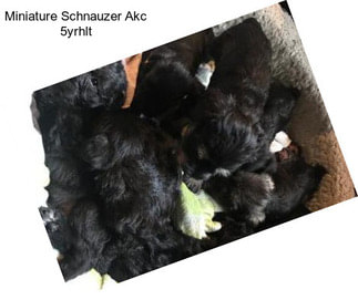 Miniature Schnauzer Akc 5yrhlt