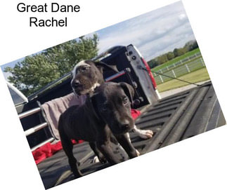 Great Dane Rachel