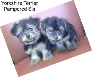 Yorkshire Terrier Pampered Sis