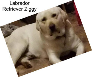 Labrador Retriever Ziggy