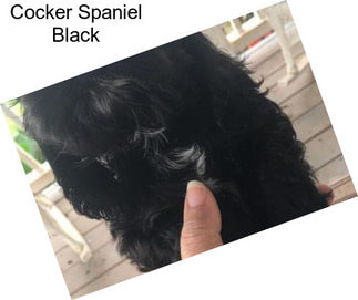 Cocker Spaniel Black