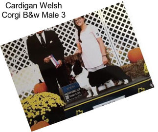 Cardigan Welsh Corgi B&w Male 3