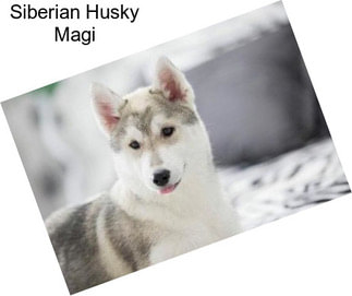 Siberian Husky Magi