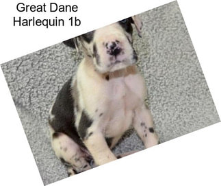 Great Dane Harlequin 1b