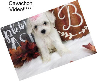 Cavachon Video!!***