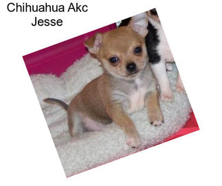 Chihuahua Akc Jesse