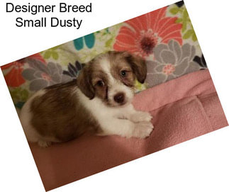 Designer Breed Small Dusty