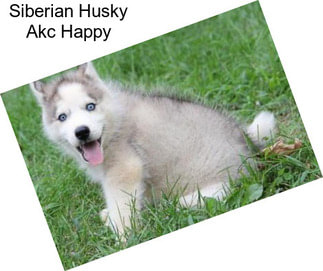 Siberian Husky Akc Happy