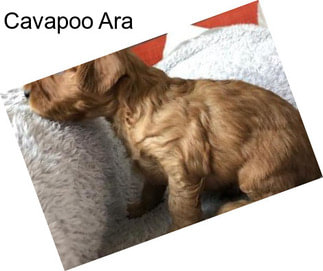 Cavapoo Ara