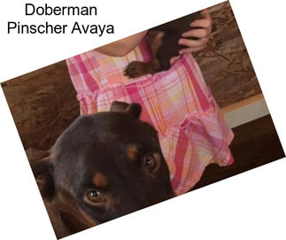 Doberman Pinscher Avaya