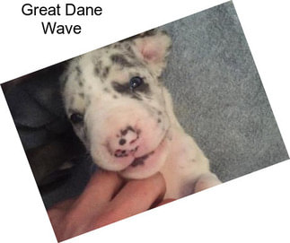 Great Dane Wave