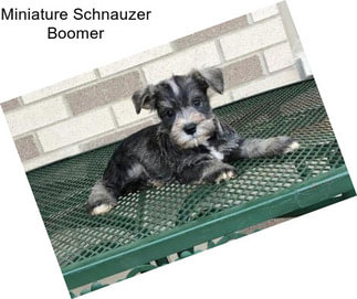 Miniature Schnauzer Boomer