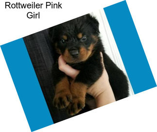 Rottweiler Pink Girl