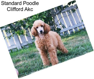 Standard Poodle Clifford Akc