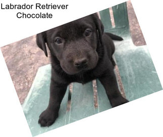 Labrador Retriever Chocolate