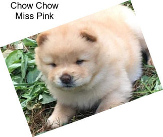 Chow Chow Miss Pink