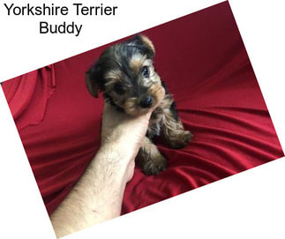 Yorkshire Terrier Buddy