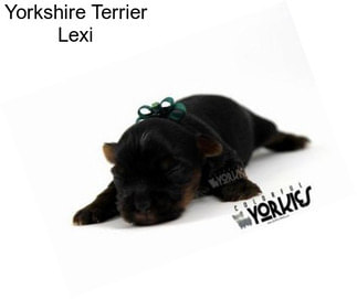 Yorkshire Terrier Lexi