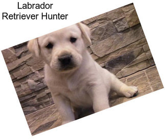 Labrador Retriever Hunter