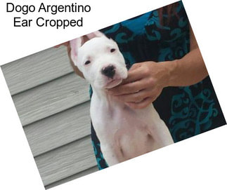 Dogo Argentino Ear Cropped