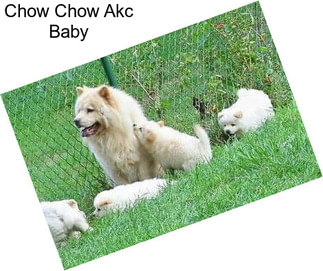 Chow Chow Akc Baby