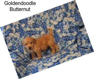 Goldendoodle Butternut