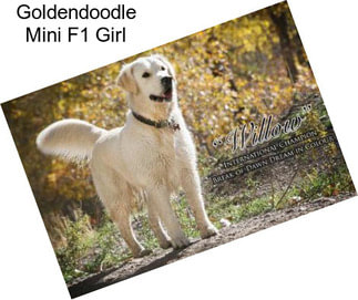 Goldendoodle Mini F1 Girl