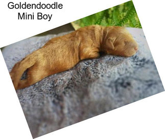 Goldendoodle Mini Boy