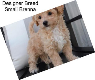 Designer Breed Small Brenna