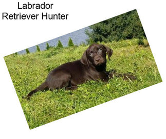 Labrador Retriever Hunter