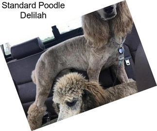 Standard Poodle Delilah