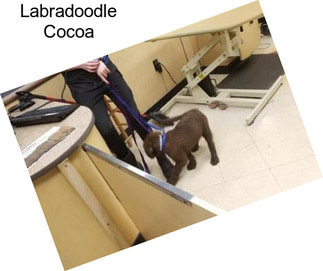 Labradoodle Cocoa