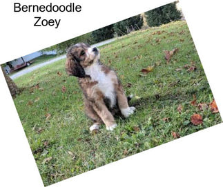 Bernedoodle Zoey