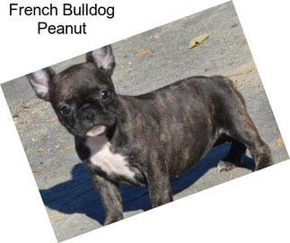 French Bulldog Peanut