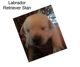 Labrador Retriever Stan