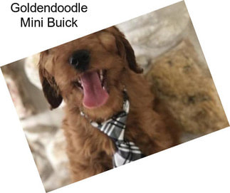 Goldendoodle Mini Buick