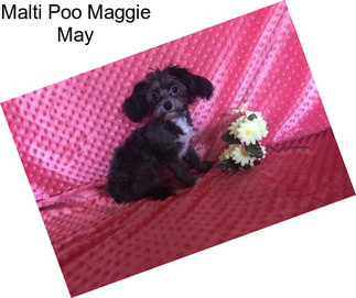 Malti Poo Maggie May