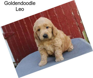 Goldendoodle Leo