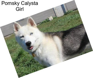 Pomsky Calysta Girl