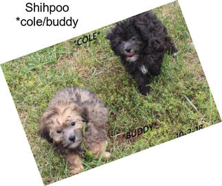 Shihpoo *cole/buddy