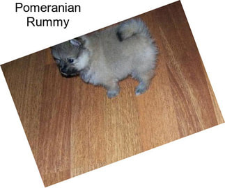 Pomeranian Rummy