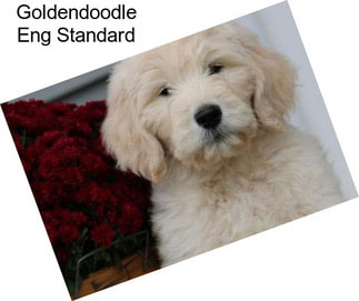 Goldendoodle Eng Standard