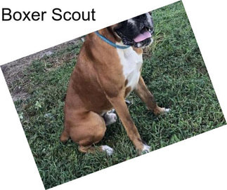 Boxer Scout